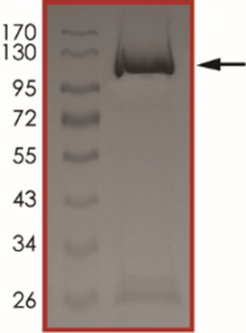 STAT5B Protein