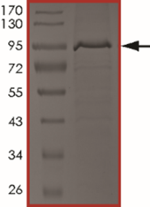 STAT5B Protein