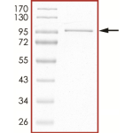 STAT5 Protein