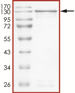 STAT6 Protein