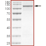 STAT6 Protein