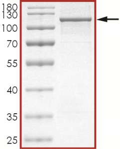 STAT6 Protein