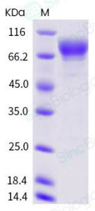 Recombinant Human SIRP-Alpha