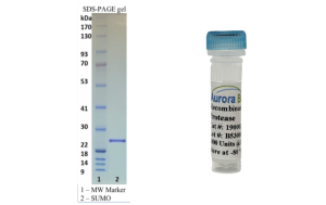 Recombinant SUMO Protease (Ulp1) 