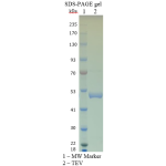 TEV Protease-GST (Ready-to-Use)