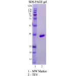 TEV Protease (Lyophilized)