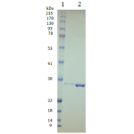 TEV Protease His-tag