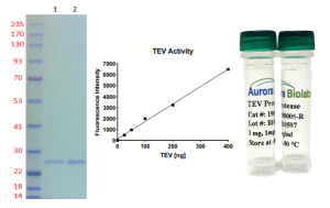 TEV Protease-AB