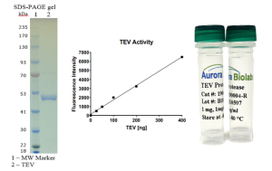 TEV Protease-GST (Ready-to-Use)