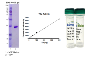 TEV Protease (Lyophilized)