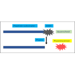 Papain-like (PLpro) Protease Assay Kit 