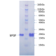 Human FGF-basic: Formulation II-Carrier-Ready-to-Use