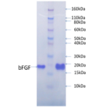 Recombinant Human FGF-basic, Carrier-free
