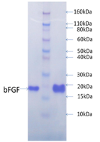Human FGF-basic: Formulation I-Carrier Free-Lyophilized