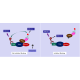 Kras G12V – cRAF Binding Assay Kit 