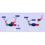 Kras G12C – cRAF Binding Assay Kit