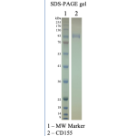 Recombinant Human CD155 