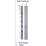 Recombinant Human CD40 