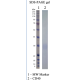 Recombinant Human CD40 
