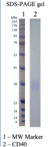 Recombinant Human CD40 