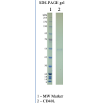Recombinant Human CD40L 