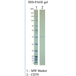 Recombinant Human CD70 