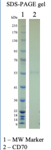 Recombinant Human CD70 