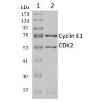 GST-CDK2: GST-CyclinE1 