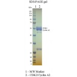 GST-CDK2: His-CyclinA2 