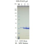 Kras Wild Type (WT), GST-tag  