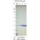 Kras Wild Type (WT), GST-tag  