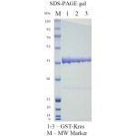 Kras(G12D), Gst-Tag