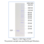 Recombinant Human EGF