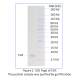 Recombinant Human EGF
