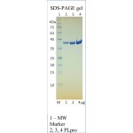 Recombinant SARS-CoV-2 Papain-like Protease (PLpro, NSP3), CF 