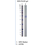 Recombinant Human GITRL 