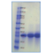Recombinant Human LIF 