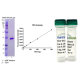 TEV Protease (Lyophilized)