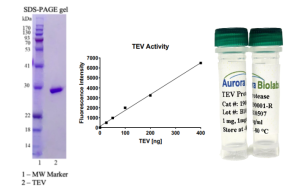 TEV Protease His-tag