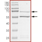 CDK2/CyclinE2, Active