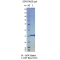 Kras G12C, GST-tag, GDP Loaded  