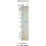 Kras G12R, GST-tag
