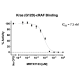 Kras G12D– cRAF Binding Assay Kit 