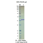 Kras G12D, GST-tag, GppNHp loaded  