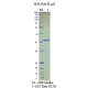Kras G12D, GST-tag, GppNHp loaded  