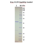 Kras G12R, GST-tag, GppNHp loaded  