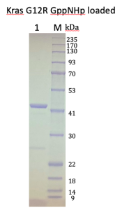 Kras G12R, GST-tag, GppNHp loaded  