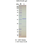 Kras G12R, GST-tag, GDP Loaded  