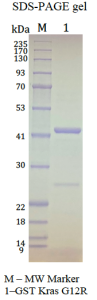 Kras G12R, GST-tag, GDP Loaded  