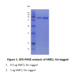 Recombinant Human Malic enzyme 1 (ME1) 